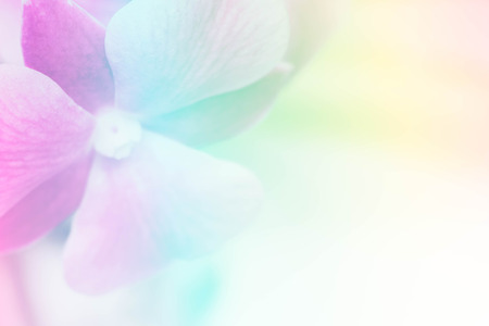 pink phalaenopsis orchid flower in gradient filterの写真素材