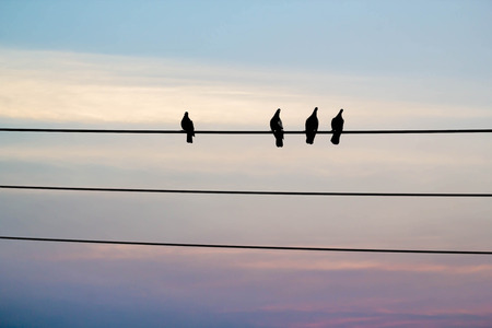 bird on wire on red sky backgroundの写真素材