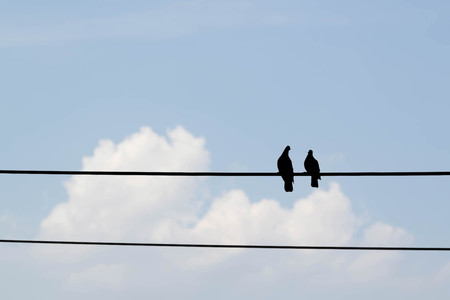 two birds lover on electricity wire on blue sky and white cloud background