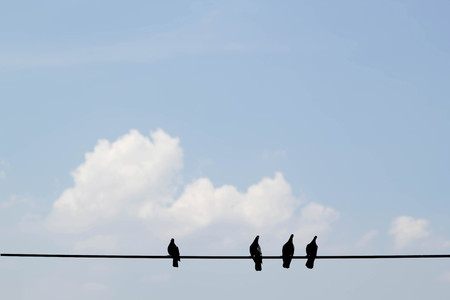 bird on wire on blue sky and white cloud backgroundの写真素材