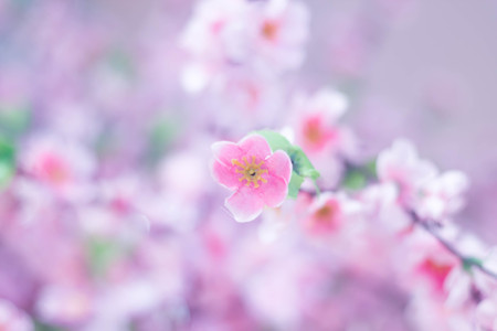blurred pink fabric sakuraの写真素材