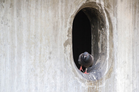 pigeon or dove in the city living in the hole of cement bridgeの写真素材