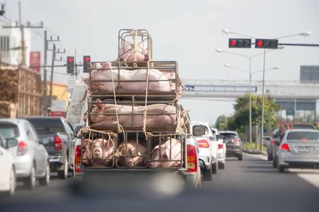 pigs from farm in the truck going to market on the road of Thailandの写真素材
