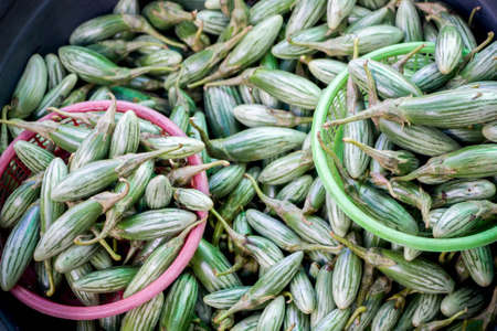 fresh green eggplant sell in marketの写真素材