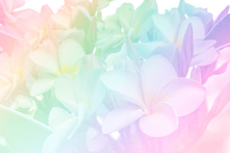 white plumeria in colorful gradient filterの写真素材