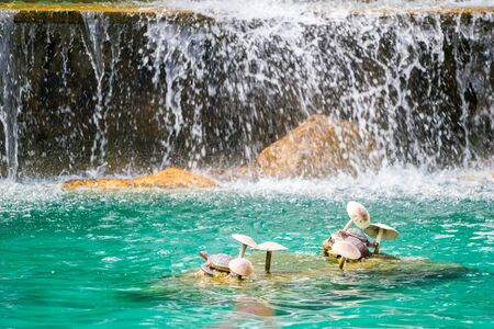 turtle and mushroom statue in the pond with waterfall