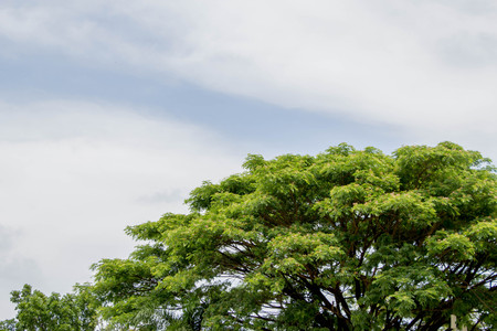 big tree with green leaf on blue sky backgroundの写真素材