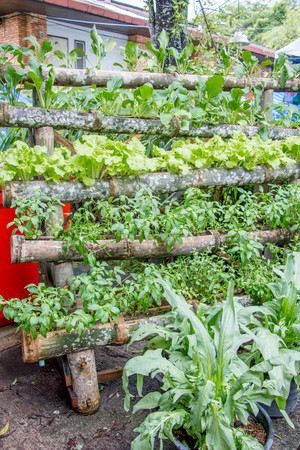 green vegetables plant growing in bark of tree in vertical gardenの写真素材