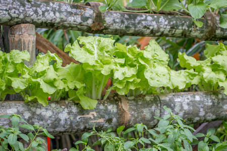 green vegetables plant growing in bark of tree in vertical gardenの写真素材
