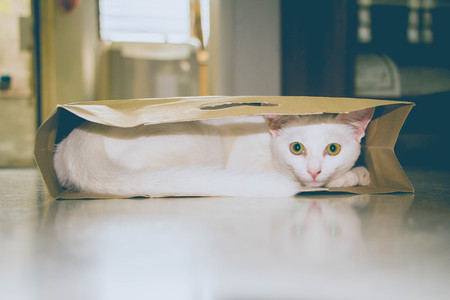 white cat hiding in paper shopping bag on the floorの写真素材