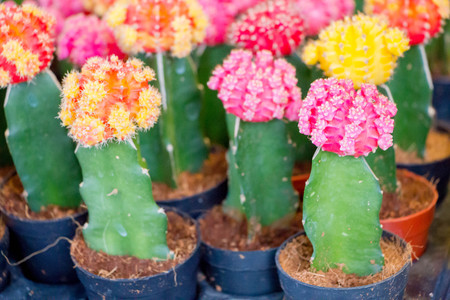 colorful cactus in the potの写真素材