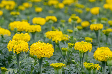 Yellow Marigold flower in the fieldの写真素材