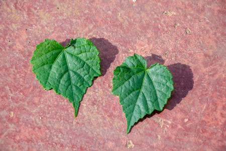 green heart leaf on red cement background