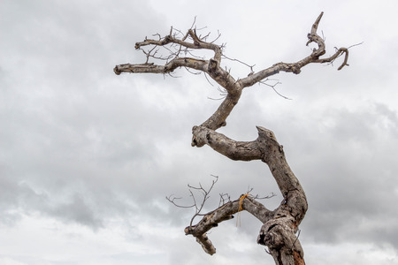 dry tree no leaf in summer season on blue sky and white cloud backgroundの写真素材