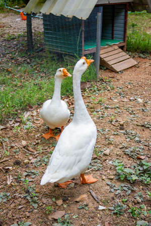 two geese in rural farm outdoorの写真素材