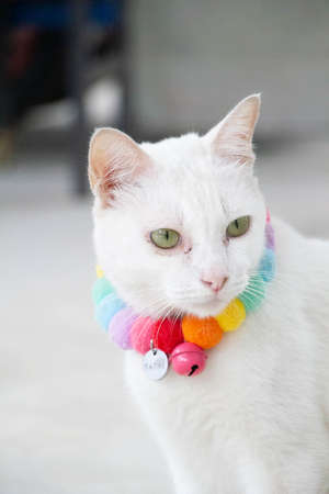 white domestic Thai cute cat with fluffy white hair sitting on cement floor looking at something outside homeの写真素材
