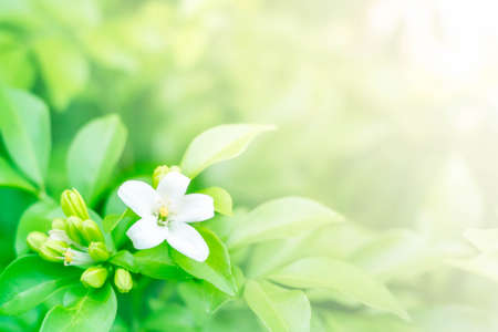 orange jasmine with green leaves background in garden