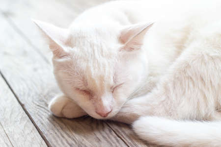 Thai domestic white cat sleeping on wood floorの写真素材
