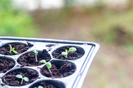 young plant in the nursery tray on blur backgroundの写真素材