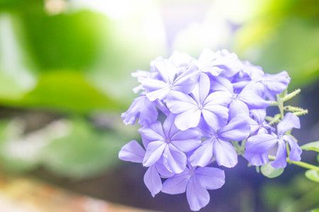 cape leadwort, white plumbago with green leaves in gardenの写真素材