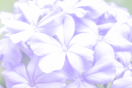 abstract blurred cape leadwort, white plumbagoの写真素材
