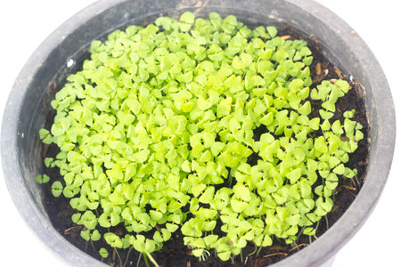 green young plant in the potの写真素材