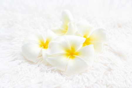 soft picture of white plumeria on fur texture backgroundの写真素材