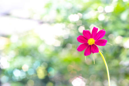 blooming pink cosmos flowering on green background in gardenの写真素材