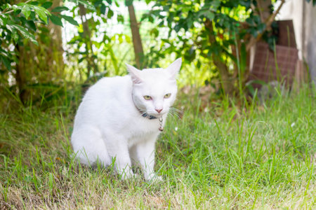 white cute cat sitting on green grassesの写真素材