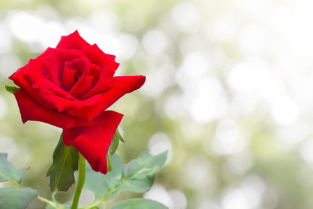 single beautiful red rose with green leaf on blur green backgroundの写真素材