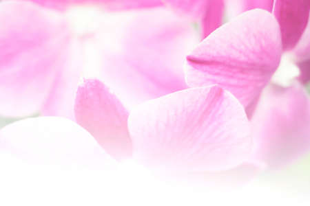 pink phalaenopsis orchid flower abstract backgroundの写真素材