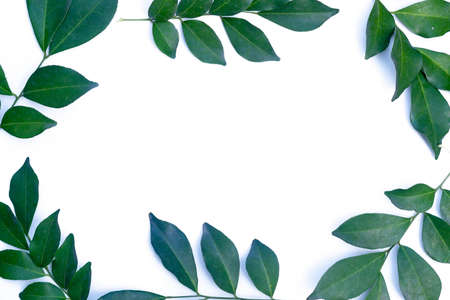 frame of green tree leaf isolated on white backgroundの写真素材