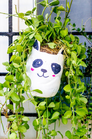 cute plant pots made from reused water bottlesの写真素材