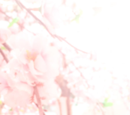 blurred of artificial Sakura pink flowers : used for background conceptの写真素材