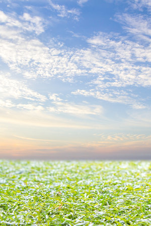 green grass field with sunset sky and white clouds : photo use for  background concept.の写真素材