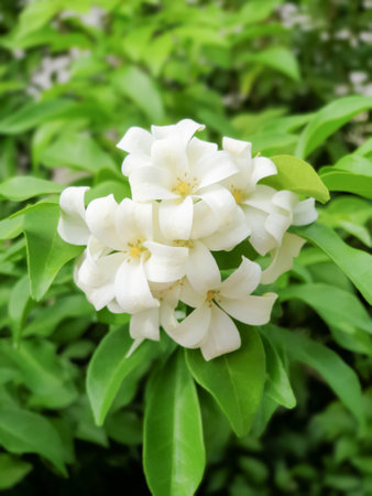 murraya paniculata, orange jasmine with green leaves background in gardenの写真素材