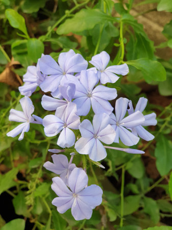 plumbago with green leaves in gardenの写真素材