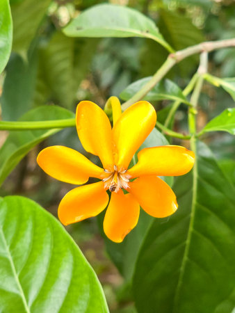Close-up of yellow Kedah Gardenia or Golden Gardenia flowerの写真素材