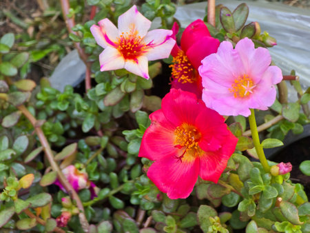 Common Purslane, Verdolaga, Pigweed, Little Hogweed, Pusley pink flowerの写真素材