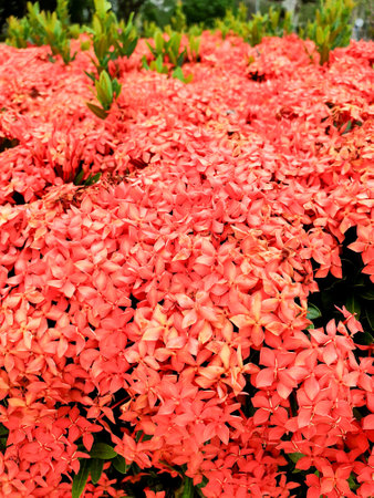 red Ixora flowers with green leaves in the gardenの写真素材