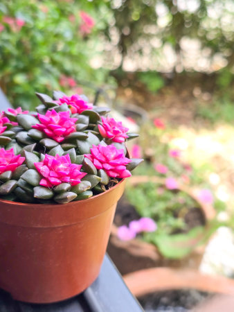 anacampseros Rufescens Pink Succulent Leaves in plant potの写真素材
