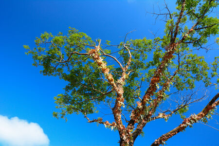 Up view on tree and clouds on blue skyの写真素材