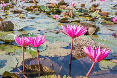 The beautiful Blooming lotus flower in the lakeの写真素材