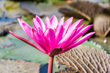 The beautiful Blooming lotus flower in the lakeの写真素材