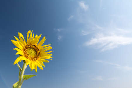 Single sunflower on blue skyの写真素材