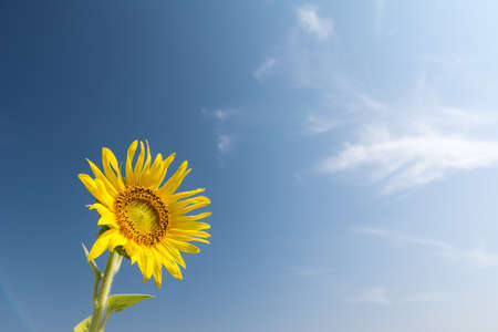 Single sunflower on blue skyの写真素材