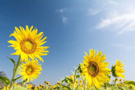 Beautiful landscape with sunflower field over blue skyの写真素材