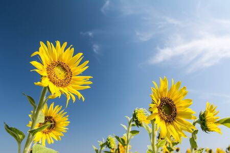 Beautiful landscape with sunflower field over blue skyの写真素材