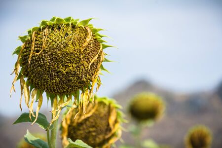Sunflower Droopの写真素材