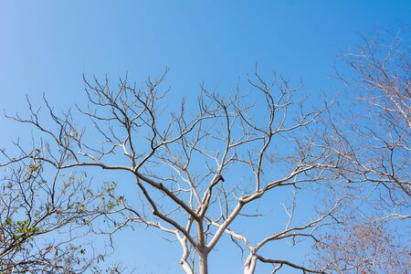 Tree branches on blue skyの写真素材